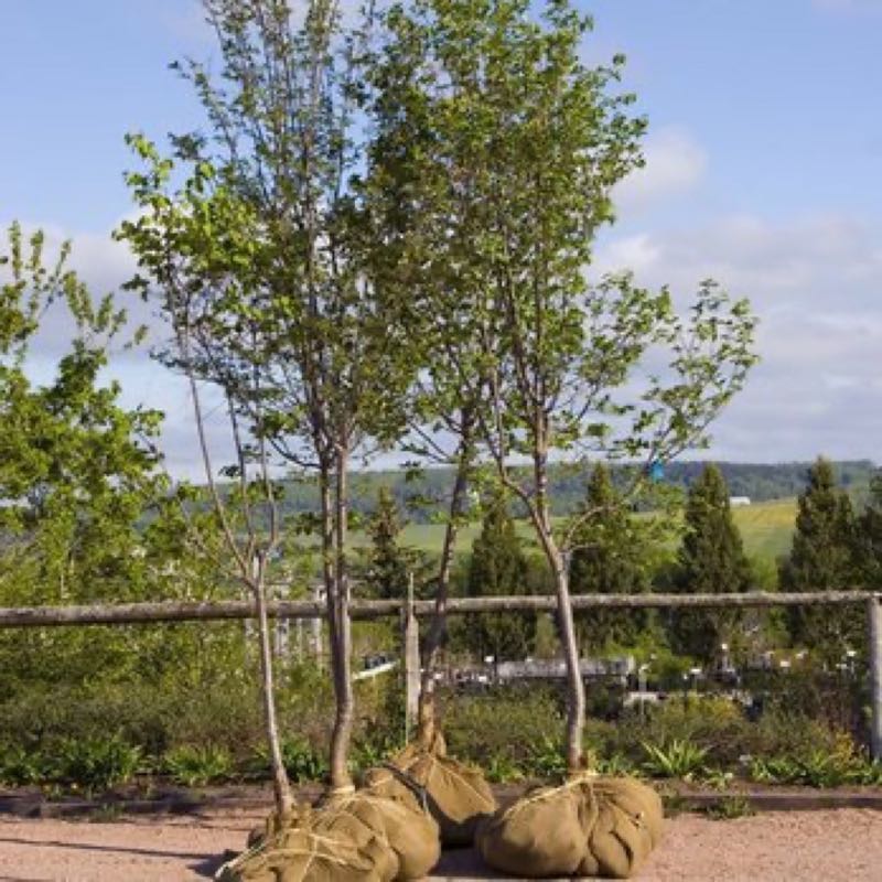 {SERVICE_NAME} project in Roanoke