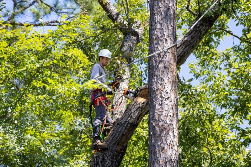 Tree Removal in Roanoke
