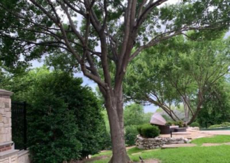 Large Oak Trimming in Roanoke